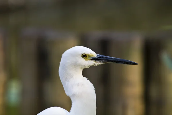 Seidenreiher — Stockfoto