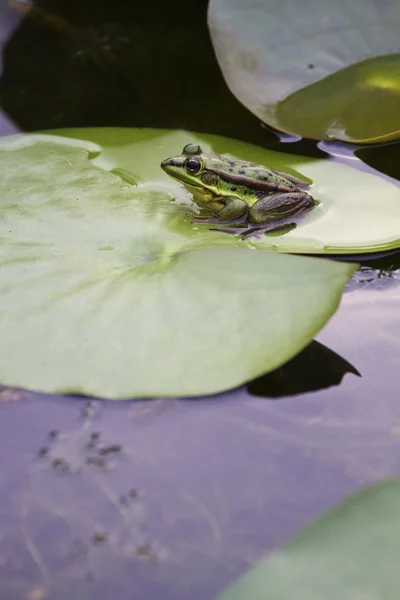 Green Pond Frog — Stok Foto