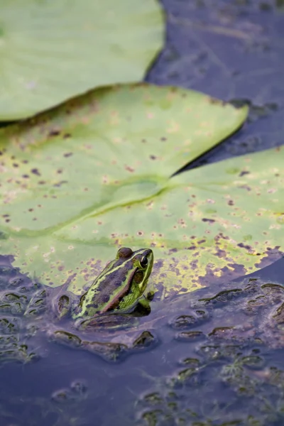 Rana de estanque verde — Foto de Stock