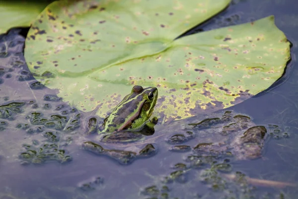 Green Pond Frog — Stok Foto