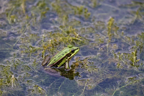 Zelený rybník žába — Stock fotografie