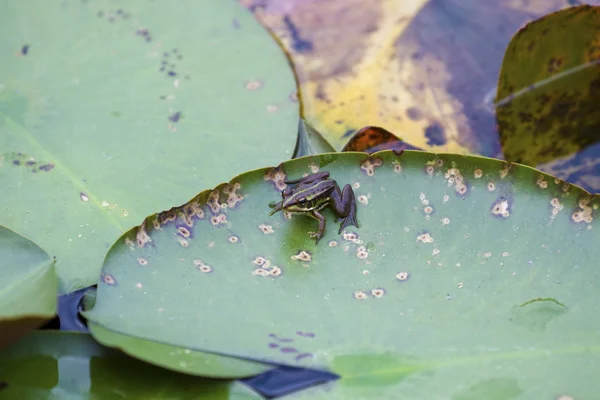 Rana de estanque verde — Foto de Stock