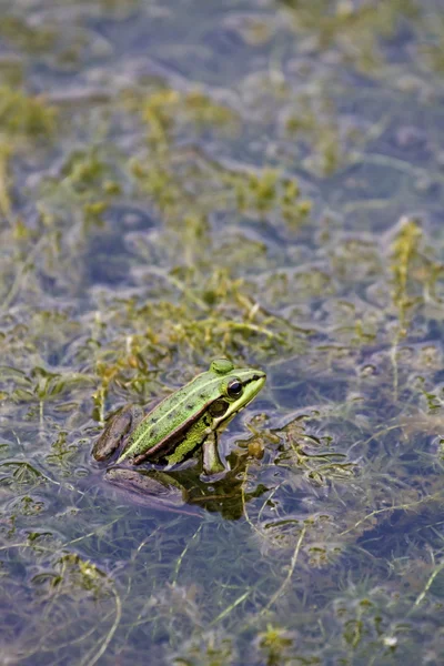 Grön damm groda — Stockfoto