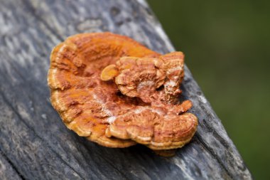 parlak ganoderma (Ganoderma Lucidium)