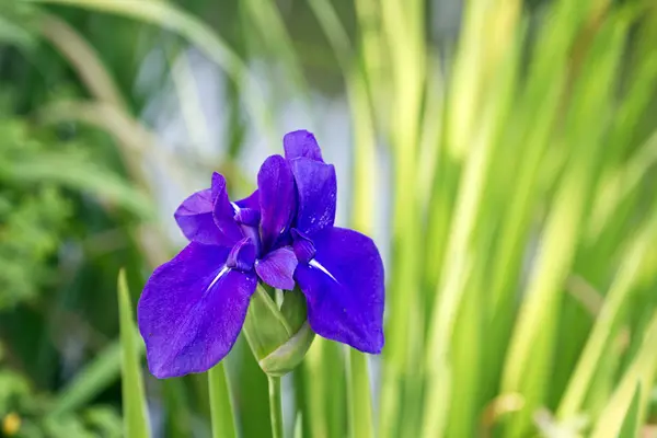 Viola grypoceras — Stock fotografie