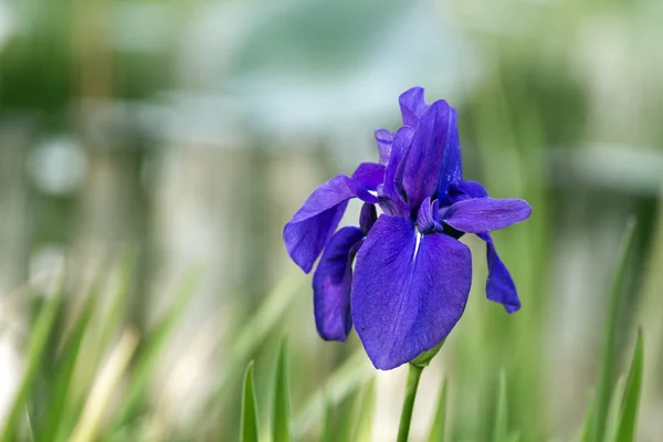 Viola grypoceras — Stok fotoğraf
