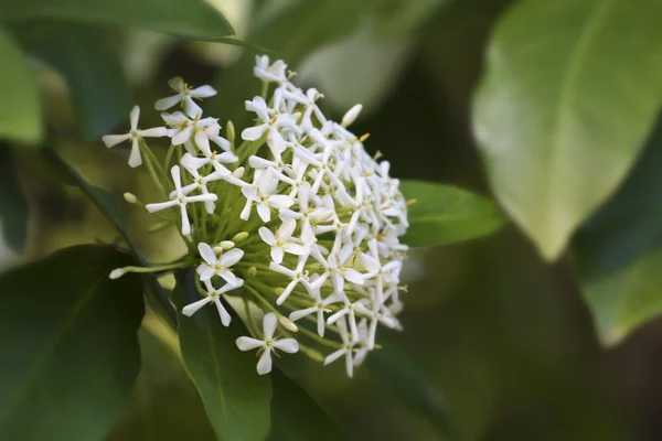 Ixora. —  Fotos de Stock