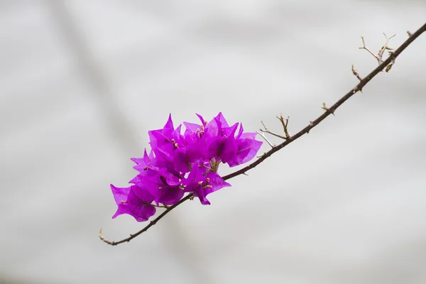 Bougainvillea — Stock Photo, Image