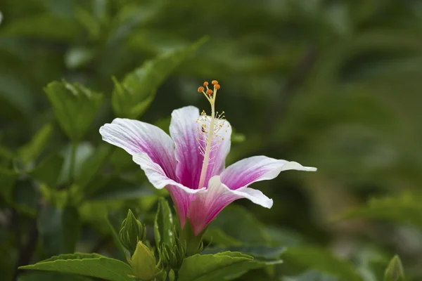 Flor rosa — Foto de Stock