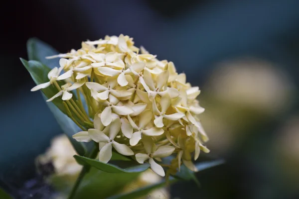 Ixora — Stock Photo, Image