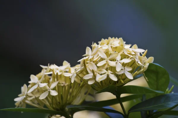 Ixora. —  Fotos de Stock