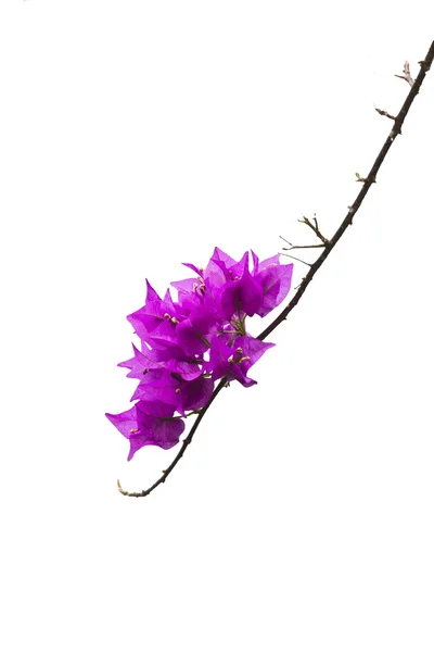 Bougainvillea — Stock Photo, Image