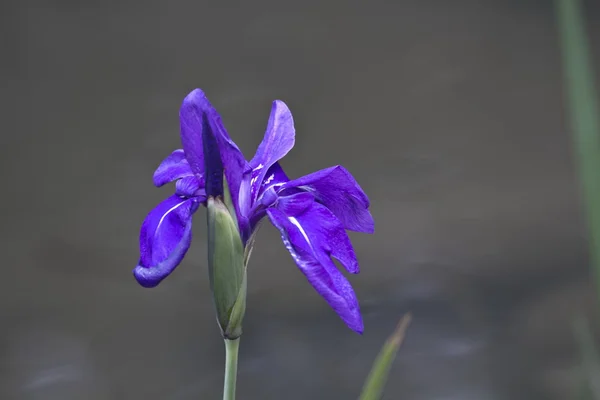 Viola grypoceras — Foto Stock