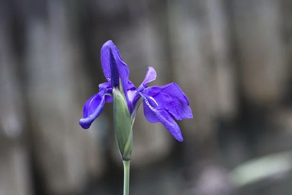 Viola grypoceras — Foto Stock