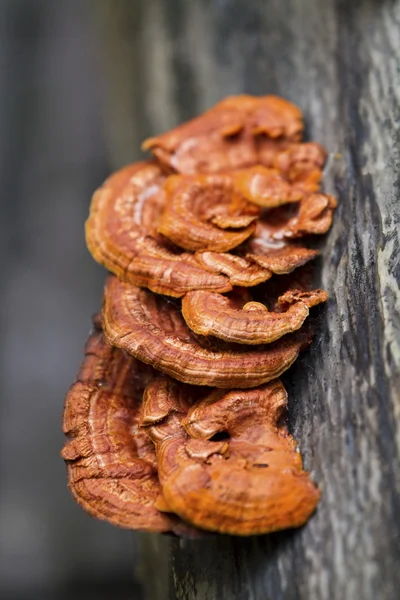 Glossy ganoderma( Ganoderma lucidum) — Stock Photo, Image