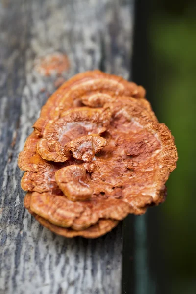 Ganodermie luisante (Ganoderma lucidum ) — Photo