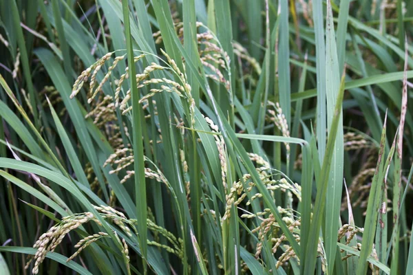 Rice — Stock Photo, Image