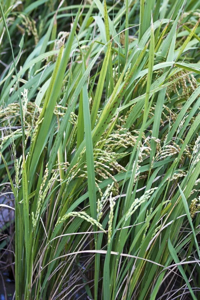 Rice — Stock Photo, Image