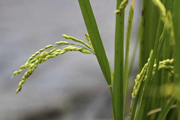 Paddy Rice — Stock Photo, Image