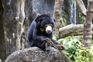 Sun bear, helarctos malayanus