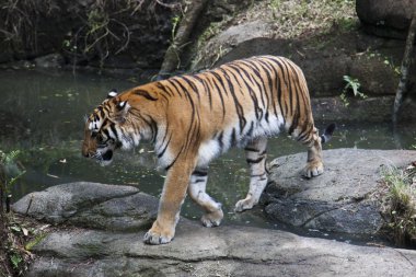 Bengal kaplanı, panthera tigris tigris