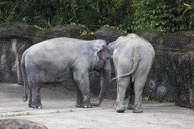 Asya fili, elephas maximus