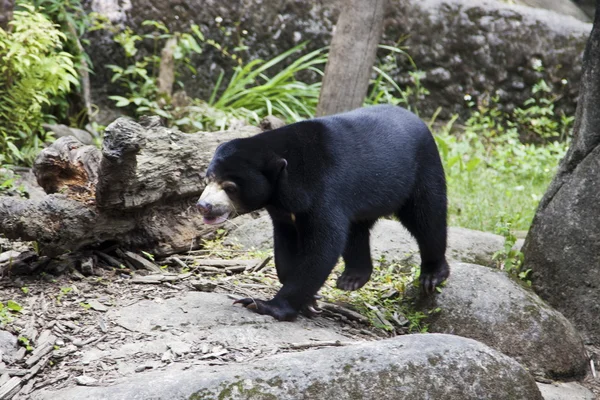 Sun bear, helarctos malayanus — Stockfoto