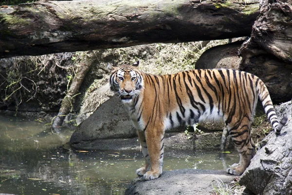 Tigre de bengala, tigris tigris Panthera — Fotografia de Stock