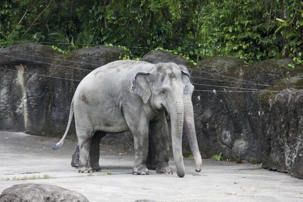 Asiatischer Elefant, elephas maximus — Stockfoto