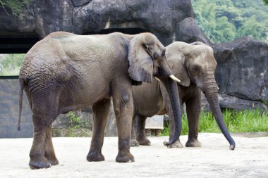 Afrika fili, loxodonta africana
