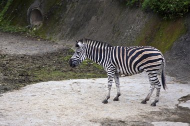 Zebra