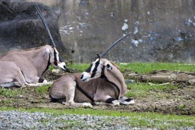 Doğu Afrika antilopları, oryx beisa