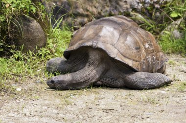 Aldabra dev kaplumbağa, geochelone kızgözü