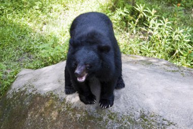 Formosa siyah ayı, ursus thibetanus formosanus