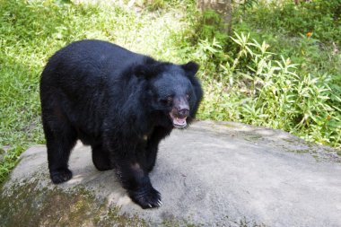 Formosa siyah ayı, ursus thibetanus formosanus