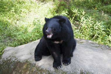 Formosa siyah ayı, ursus thibetanus formosanus