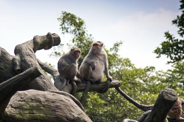 Yengeç yiyen makak, macaca fascicularis