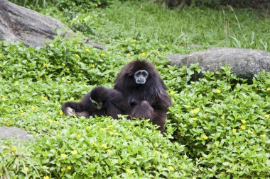 Beyaz kişili gibbon, hylobates lar