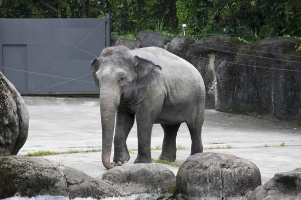 Asian elephant,Elephas maximus — Stock Photo, Image