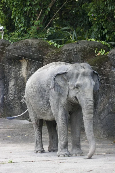 Elefante asiático, Elephas maximus — Foto de Stock