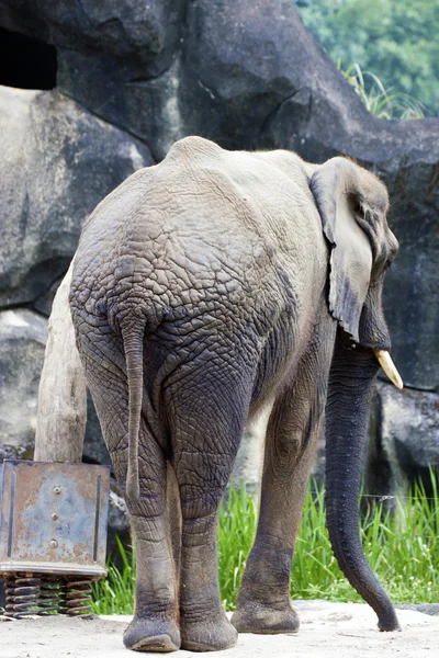 Elefante africano, Loxodonta africana — Foto Stock