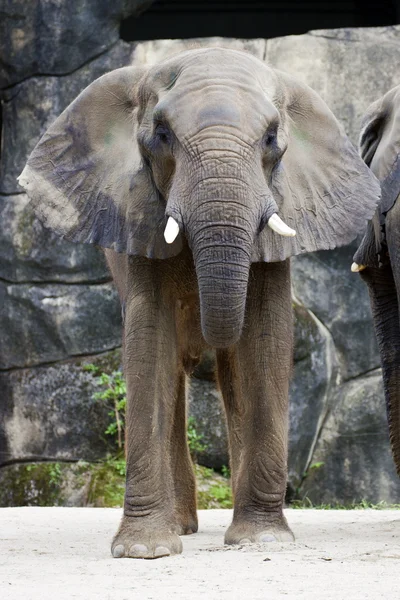 Elefante africano, Loxodonta africana — Foto Stock