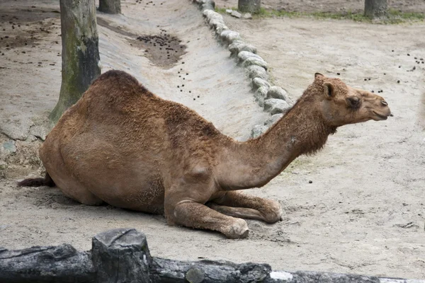 Deve, camelus dromedarius — Stok fotoğraf