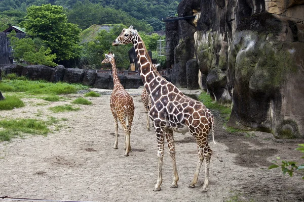 Giraffe,Giraffa camelopardalis — Stock Photo, Image
