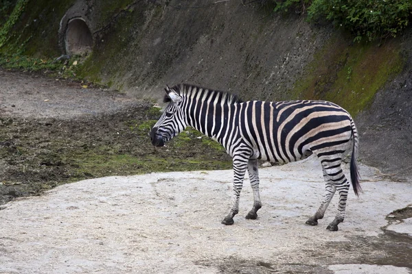 Zebra — Stock fotografie