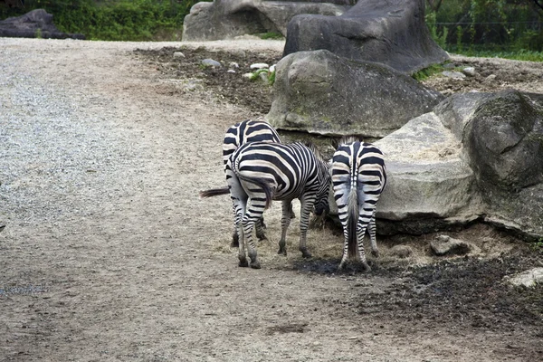 Zebras — Fotografia de Stock