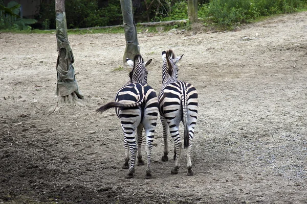 Zebre — Foto Stock