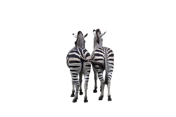 Due zebre — Foto Stock