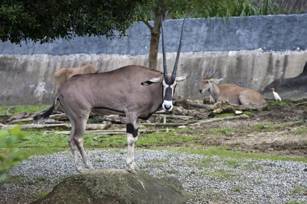 Oryx Afryki Wschodniej, oryx beisa — Zdjęcie stockowe