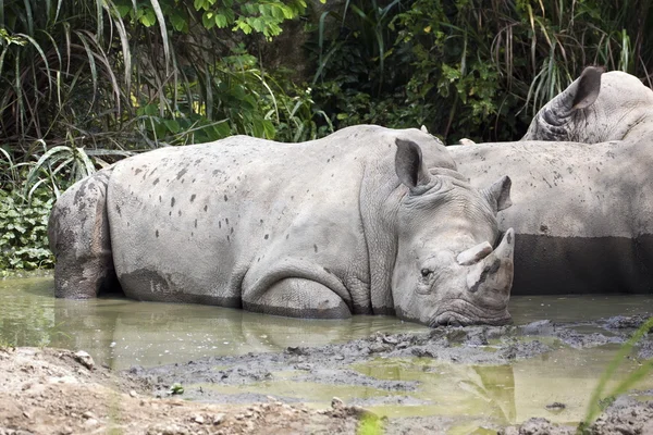 Rinoceronte bianco, Rinoceronte dalle labbra quadrate, Ceratotherium simum — Foto Stock